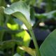 Zantedeschia ‘Marshmallow’ (Arum lily)