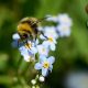 Bee friendly pond plant collection
