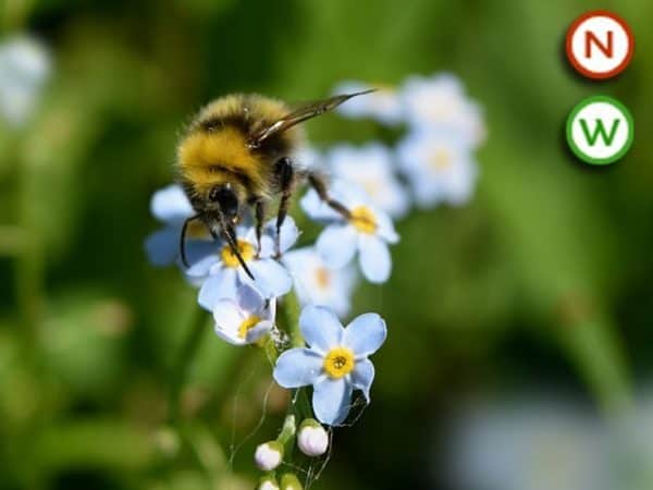 Bee friendly pond plant collection