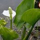 Bog arum Calla palustris