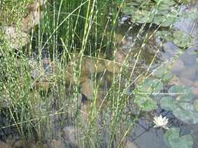Extra large ornamental pond 25 sqm