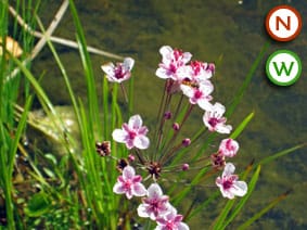 Flowering rush (Butomus umbellatus)