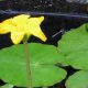 Fringe lily (Nymphoides peltata)