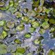Frogbit (Hydrocharis morsus-ranae) For Sale UK