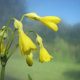 Giant cowslip yellow