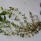 Hornwort (Ceratophyllum demersum) Plants For Sale in the UK