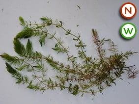 Hornwort (Ceratophyllum demersum) Plants For Sale in the UK