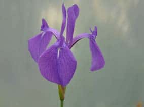 Iris Laevigata Blue