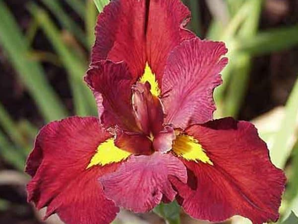 Iris Louisiana ‘Ann Chowning’