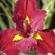 Iris Louisiana ‘Ann Chowning’