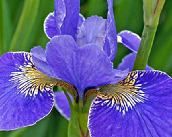 Iris Sibirica ‘Silver Edge’