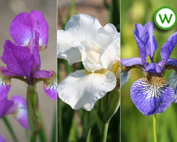 Iris collection - Water irises