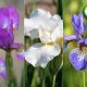 Iris collection - Water irises