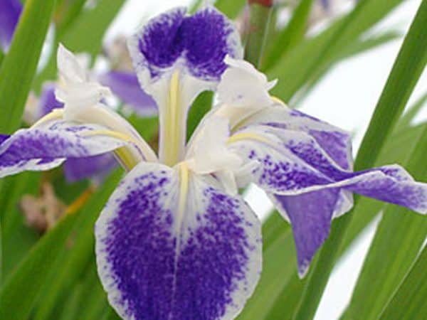 Iris laevigata 'Colchesterii'