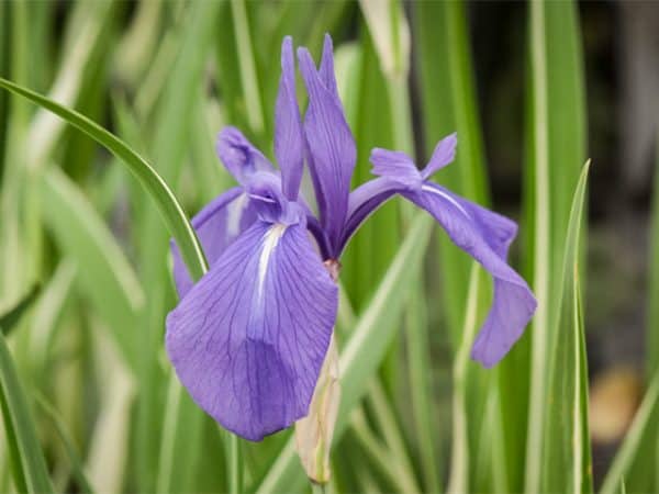 Iris laevigata 'Variegata' (Blue)