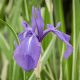 Iris laevigata 'Variegata' (Blue)