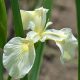 Iris pseudacorus 'Alba'