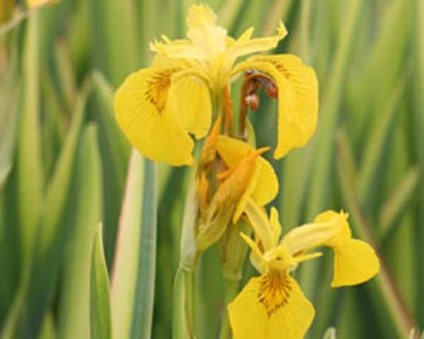 Yellow flag 'Variegata' Iris pseudacorus 'Variegata'