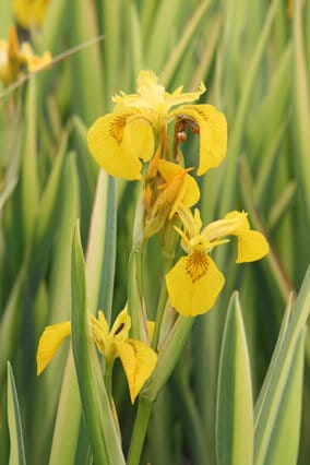 Iris pseudacorus 'Variegated Yellow'