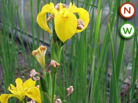 Iris pseudacorus (Yellow flag)