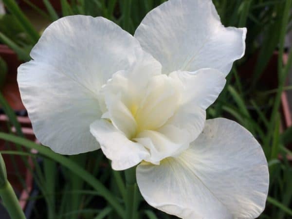 Iris sibirica ‘Snowcrest’