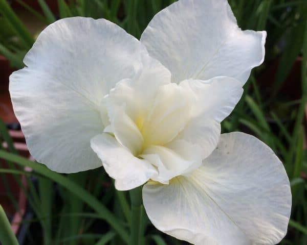 Iris sibirica ‘Snowcrest’