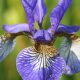 Iris sibirica ‘Tropic Night’