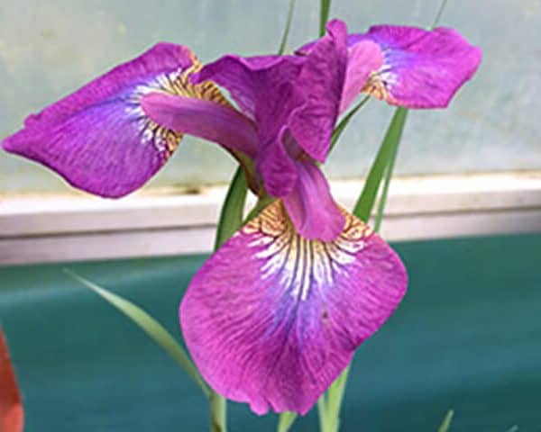 Iris sibirica ‘Sparkling Rose’