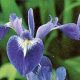 Iris versicolor (Blue Purple)