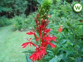 Lobelia Cardinalis (Cardinal flower)