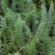 Mares Tail