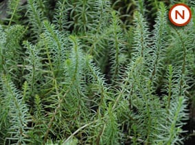 Mares Tail