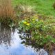 Native Marginal pond plants for partly shady areas