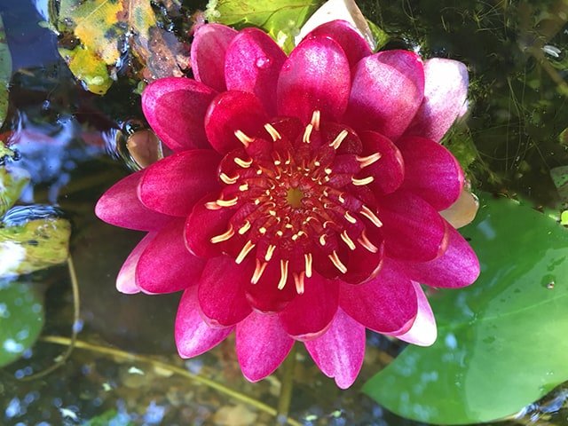 Water lily (Nymphaea) 'Perry's Baby Red'