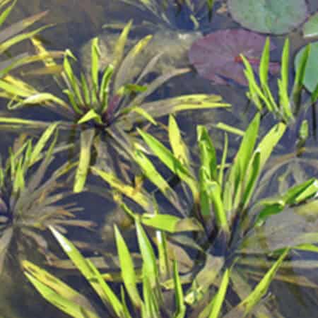 Oxygenating pond plants