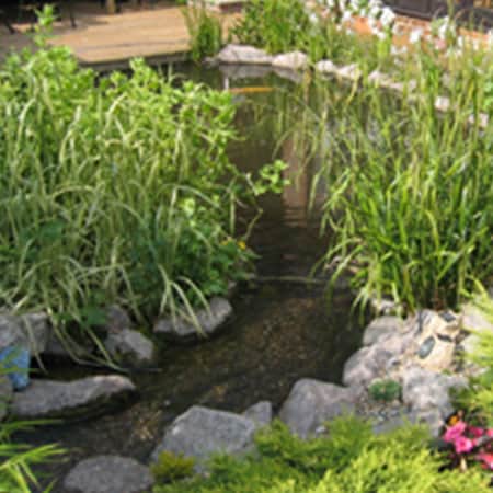 Pond and bog plant collections
