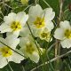 native Primrose (Primula vulgaris)