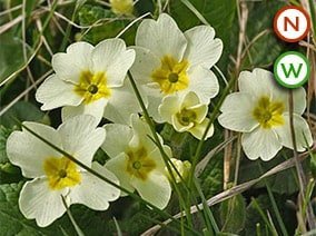 native Primrose (Primula vulgaris)