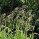 Reed sweet grass (Glyceria maxima)