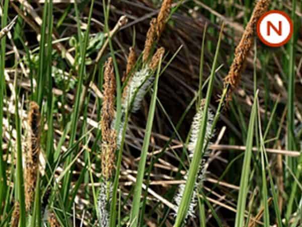Carex acuta (Slender-tufted sedge)