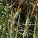 Carex acuta (Slender-tufted sedge)