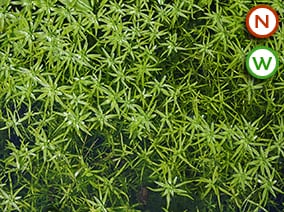 Water starwort (Callitriche palustris) Pond Plant for Sale