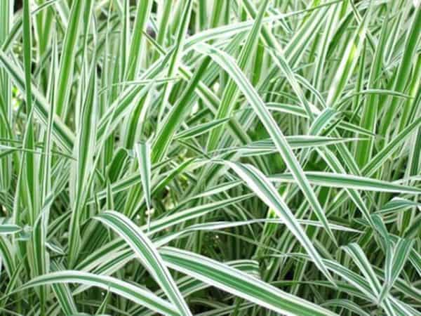 Variegated sweet reed grass (Glyceria maxima variegata)