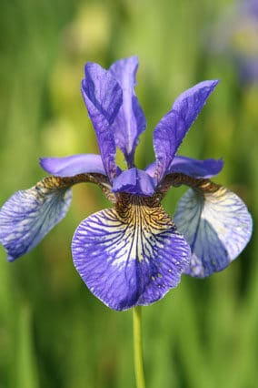 Water Iris Collection 3