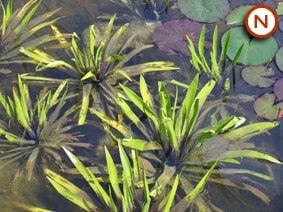 Water soldier (Stratiotes aloides) Plants For Sale UK