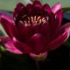 Water lily (Nymphaea) 'Black Princess'