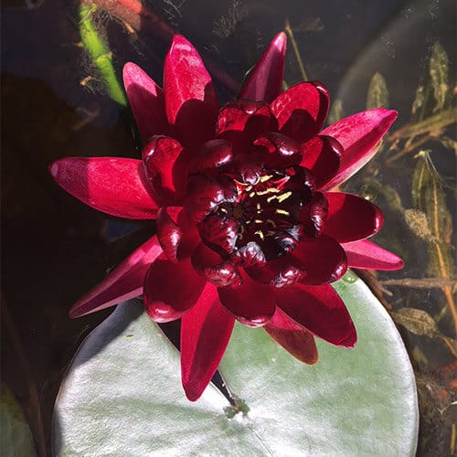 Water lily 'Black Princess' current