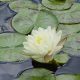 Water lily (Nymphaea) 'Denver'