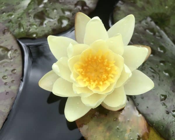 Water lily 'Marliacea Chromatella'