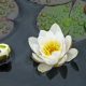 Water lily (Nymphaea) alba - Native white